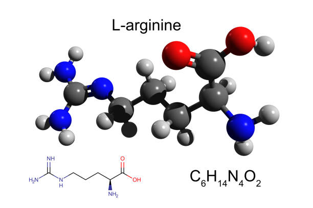 L-arginine là cơ chất quan trọng của enzyme NOS và là tiền chất để tổng hợp NO